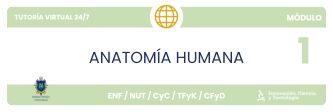 Anatomía